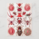 Search for webs postcards Spiders