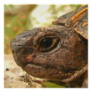 Search for for turtle lover art Tortoise