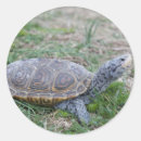 Search for terrapins stickers Animal