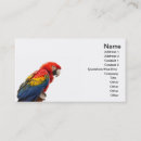 Search for macaws business cards Scarlet