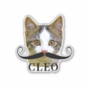 Search for funny cat picture stickers Pet