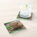 Search for highland cow coasters Cattle