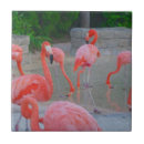 Search for florida tiles Flamingo