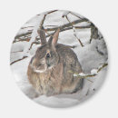 Search for cottontail magnets Animal