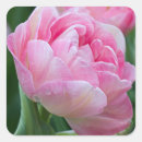 Search for pink tulips stickers Blossom