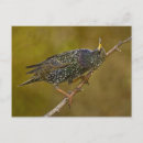 Search for starlings postcards Birds