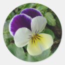 Search for purple pansy stickers Pansies