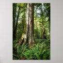 Search for cedar forest posters Trees