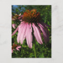 Search for coneflowers postcards Plants