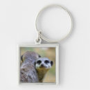 Search for meerkat key rings Mongoose