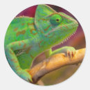 Search for chameleon stickers Reptile