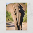 Search for game reserve postcards Elephant