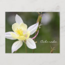 Search for columbine postcards Colorado