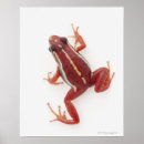 Search for reptile posters Animals