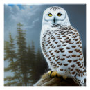Search for snowy owls posters Birds