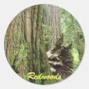 Search for redwood forest stickers Redwoods