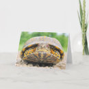 Search for box turtle cards Nature