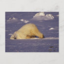 Search for manitoba postcards Wildlife