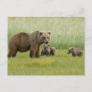 Search for sows postcards Bear