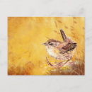 Search for wrens postcards Watercolor
