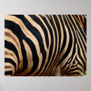 Search for skinned posters Black
