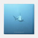 Search for aggression home living Sealife