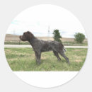 Search for griffon stickers Dog