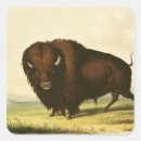 Search for american buffalo stickers North