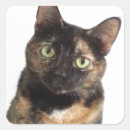 Search for tortoiseshell cat stickers Kitty