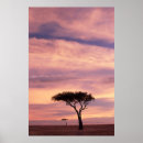 Search for acacia tree Grass