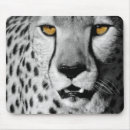 Search for black and white giraffe posters Photography