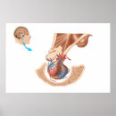 Search for gland posters Physiology