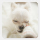 Search for chewing stickers Animal