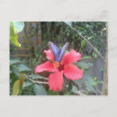 Search for flutter postcards Flowers