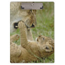 Search for cat clipboards Lion