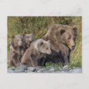 Search for baby postcards Bear