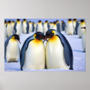 Search for emperor penguin posters Nature