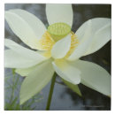 Search for white lotus flower tiles Nature