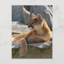Search for cougar postcards Mountain lion