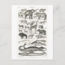 Search for mammal postcards Animals