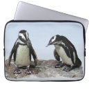 Search for aquatic birds electronics Wildlife