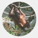 Search for primate labels Monkey