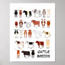 Search for cattle breeds posters Farm
