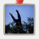 Search for chimpanzees christmas tree decorations Wildlife