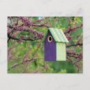 Search for redbud tree Bloom