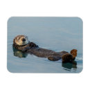 Search for float magnets Animal