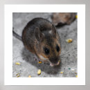 Search for mouse posters Mammal