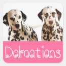Search for dalmatian puppy stickers Puppies