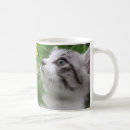 Search for stray mugs Kitten