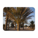 Search for sahara magnets Outdoors